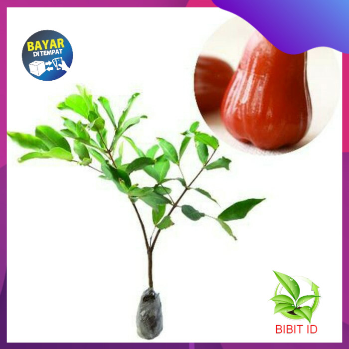 

Promo Murah Jambu air madu delli merah