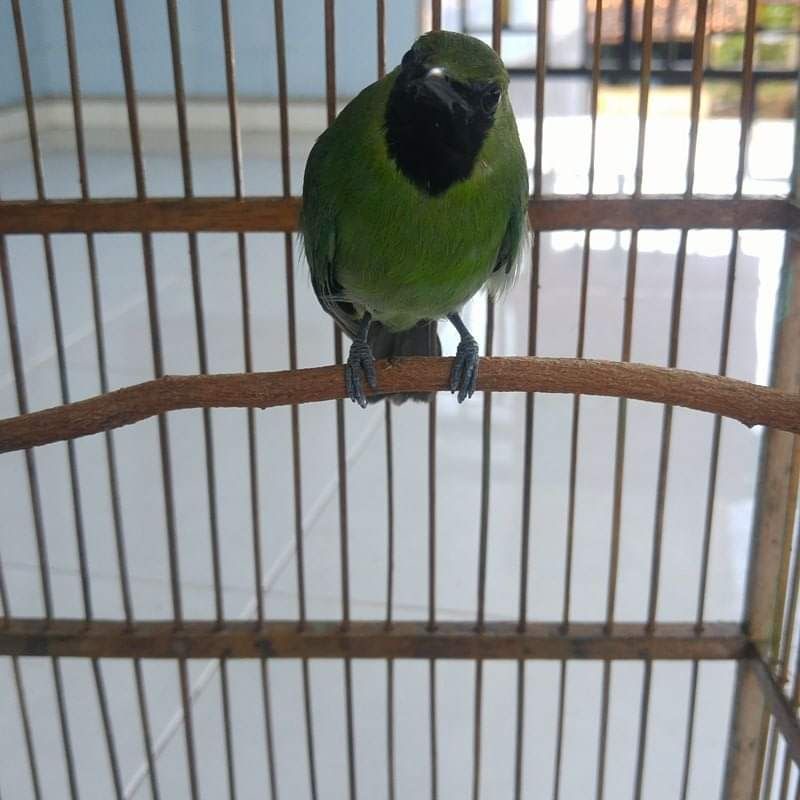 BURUNG CAK IJO MINI JANTAN RAWATAN