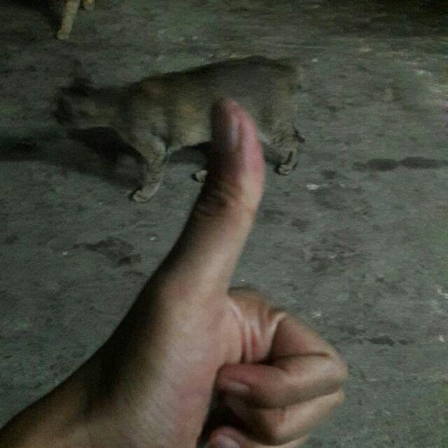 Afiya Batik Hrb026 Kenongo Kemeja Panjang Pekalongan