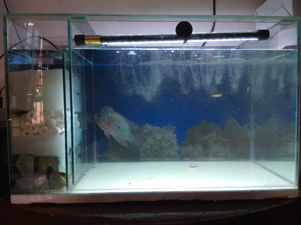 Aquarium Kaca Filter Samping 60 X 30 X 36 Shopee Indonesia Jual aquarium filter samping