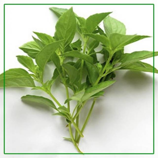 

Daun kemangi