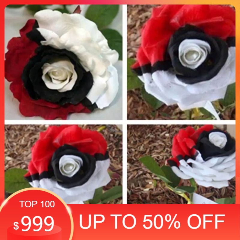 Tanaman hias mawar threecolor | mawar hidup-bunga langka