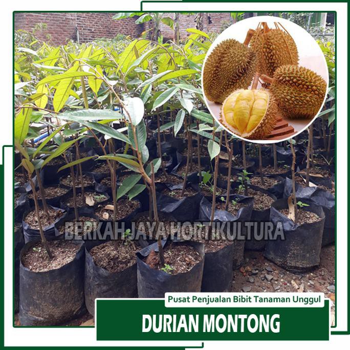 asli bibit durian montong terlaris