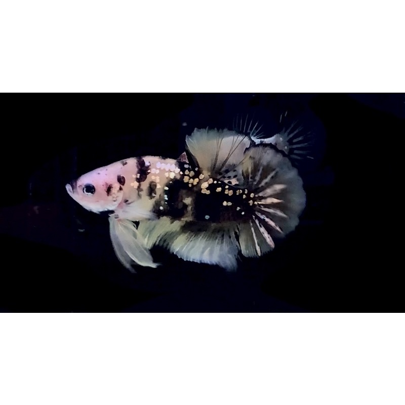 Ikan cupang yellow koi copper