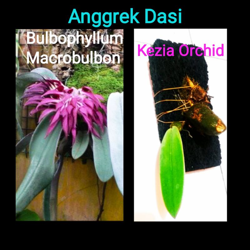 Anggrek Dasi / Bulbophyllum Macrobulbon / Bulbophyllum Phalaenopsis / Bulbophyllum Fletcherianum / B