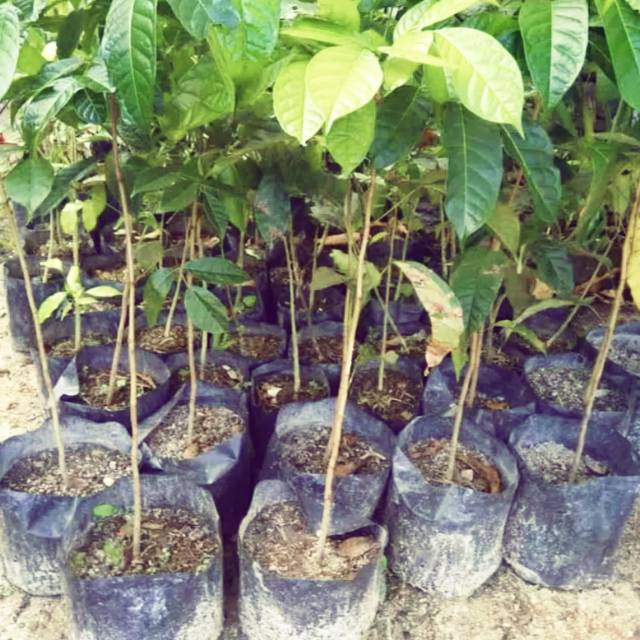 

[Fresh] BIBIT POHON MAHONI 3 POHON ASLI SIAP TANAM