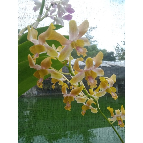dendrobium Gavin besar