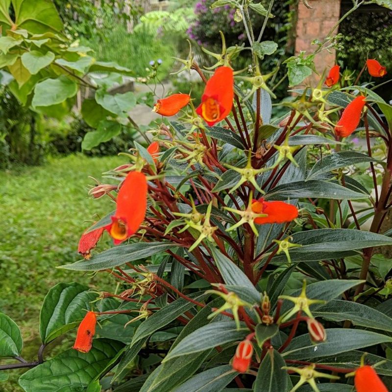 DIARY PETANI - Tanaman Hias Bunga Kantung Semar Merah Gloxinia Sylvatica