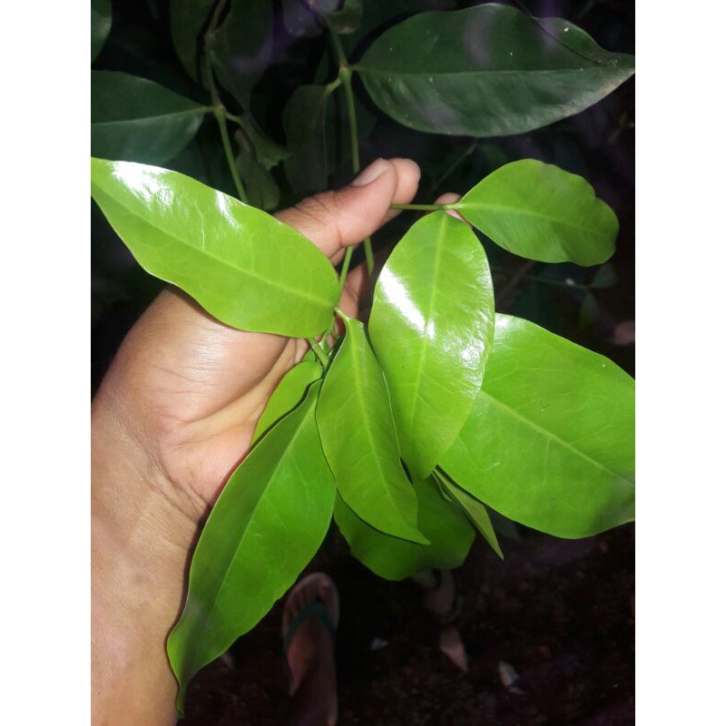 

daun ninjo daunninjo muda ninjo tangkil emping ninjo pohon ninjo