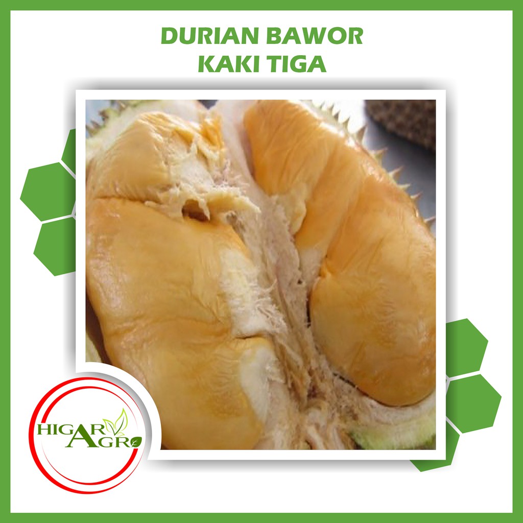 Unduh 92 Gambar Durian Bawor Kaki Tiga Paling Bagus Gratis HD