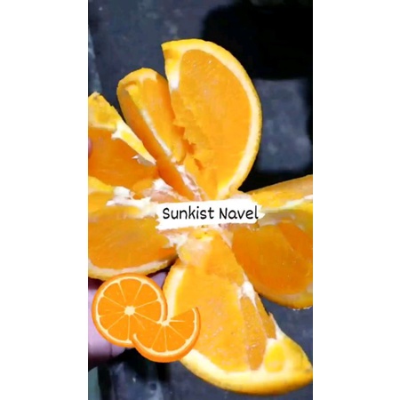 

SUNKIST NAVEL 1 TRAY