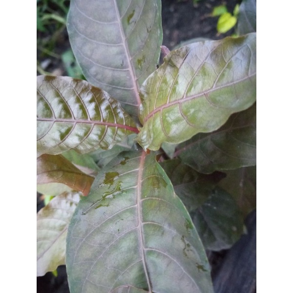 DAUN UNGU OBAT WASIR/AMBEIEN