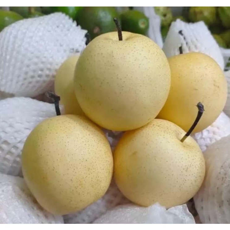 

Pear Century dan Pear Yalie