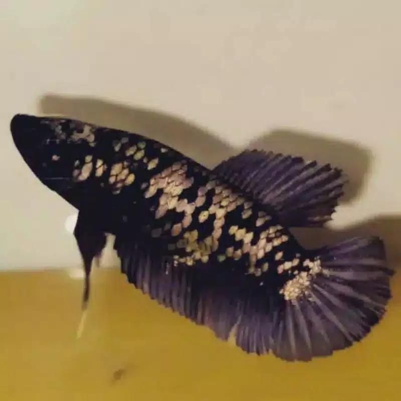 Ikan Cupang Avatar Cover Gold