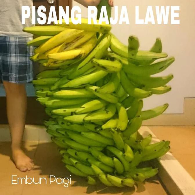 TERBAIK Bibit Buah Pisang Raja lawe Dari Kultur jaringan langka TERMURAH