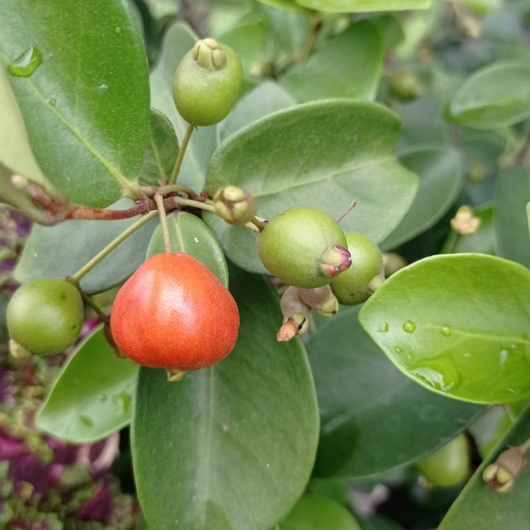 BIBIT BUAH TANAMAN BUAH CHERRY TANAMAN BERKUALITAS