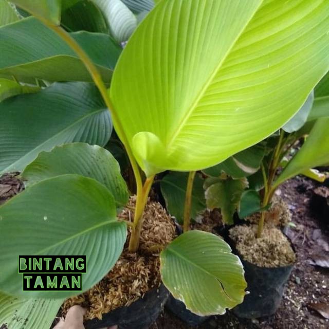 Tanaman hias calathea daun besar-calathea kipas-calathea pisang _pisangan