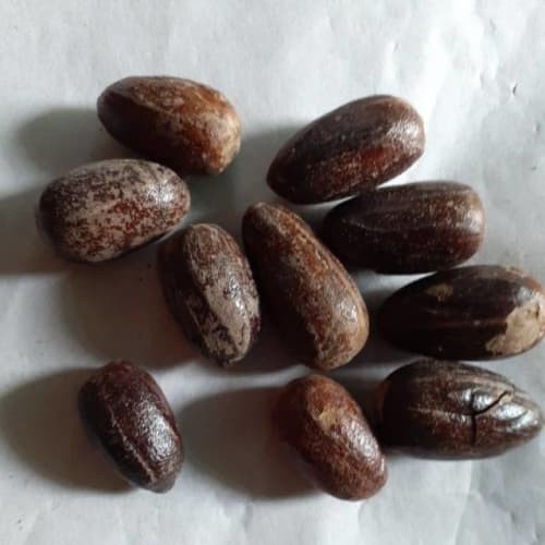 

New BIJI PALA BIJI PALA KOCAK PALA LONJONG NUTMEG