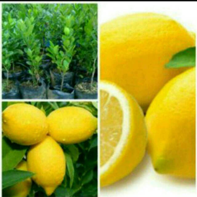 Bibit lemon california