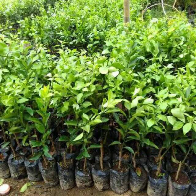 Bibit tanaman buah jeruk santang madu jeruk manis murah
