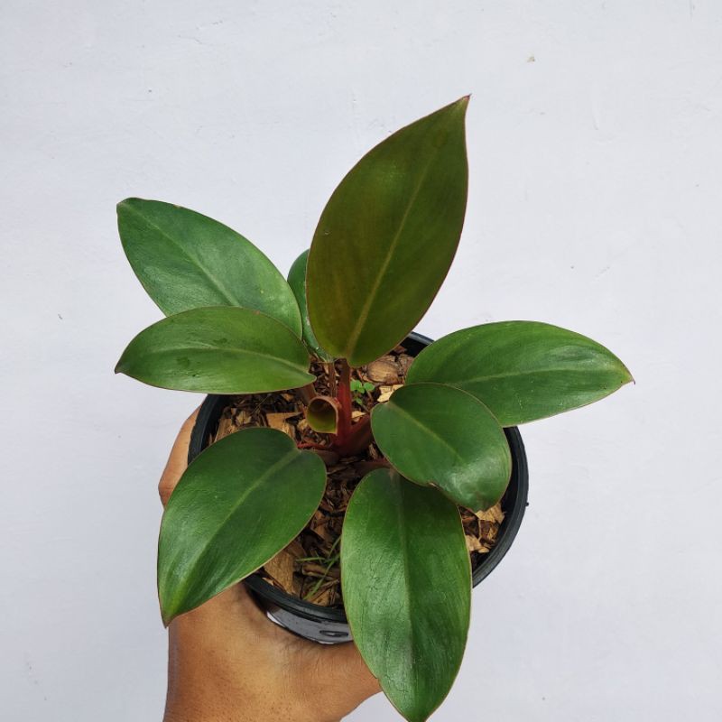 Tanaman Hias Philodendron Congo rojo