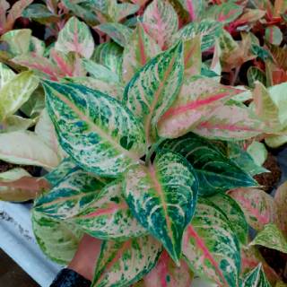  Aglaonema  murah aglonema grosir  Shopee Indonesia