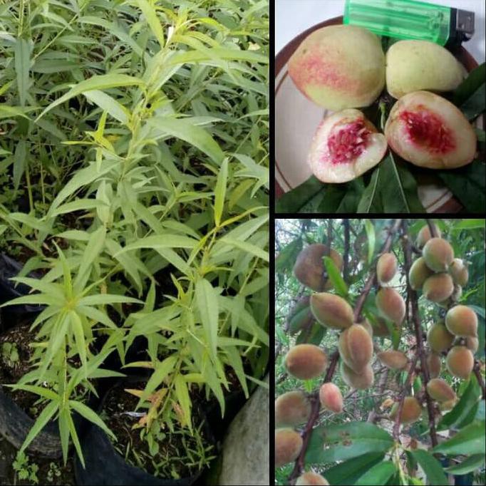 Bibit Buah Bibit Tanaman Buah Persik @_@