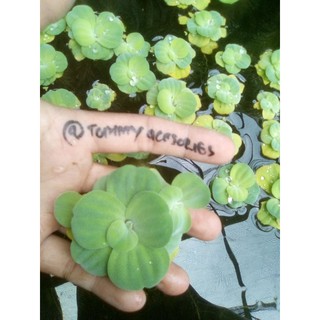 kapu kapu dwarf pistia apu apu mini  tanaman aquascape 