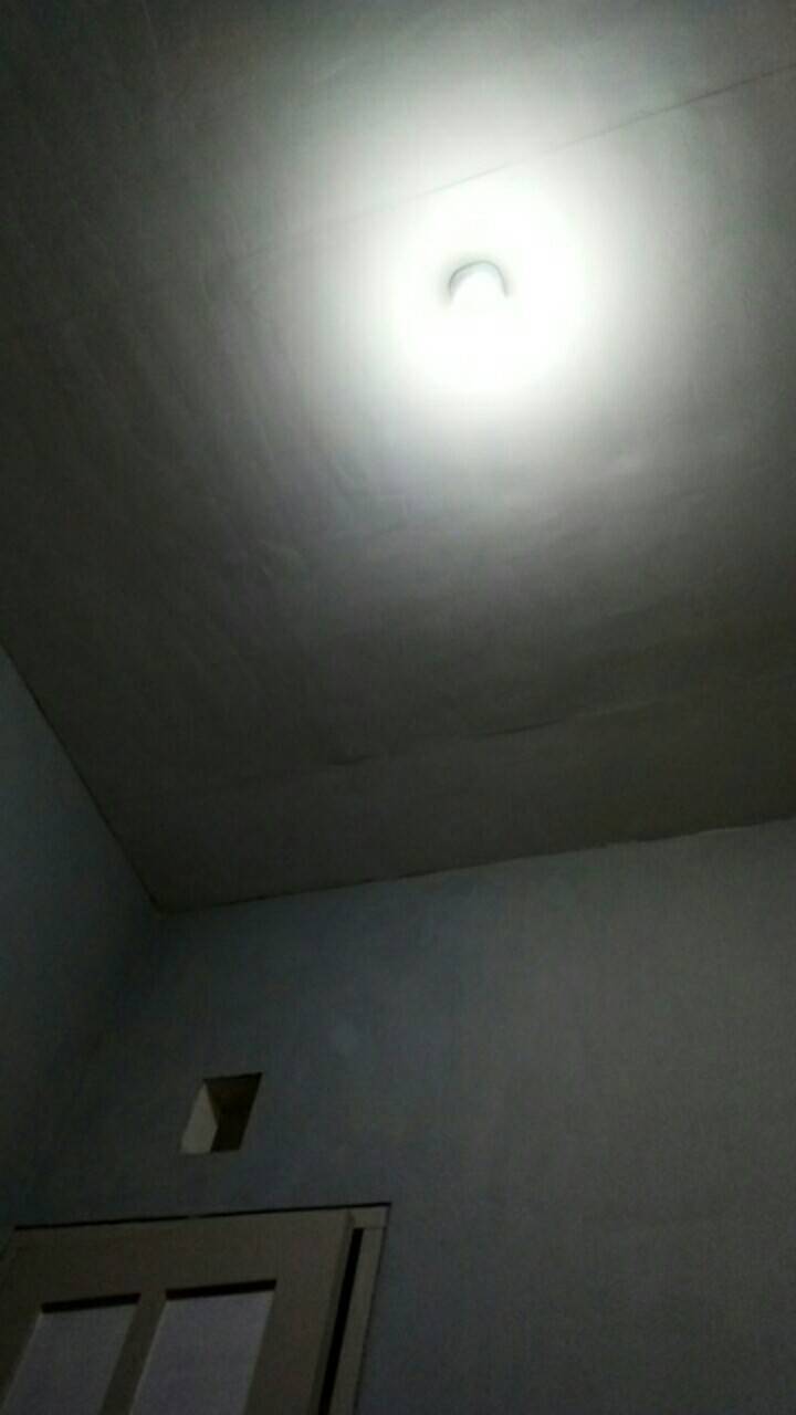 Seedling Anggrek Dendrobium