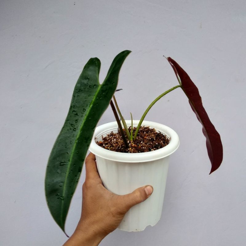 Tanaman Hias Philodendron Atabapoense/philo kabel busi kw