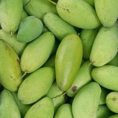 

Buah mangga / mangga Chiang Mai Thailand