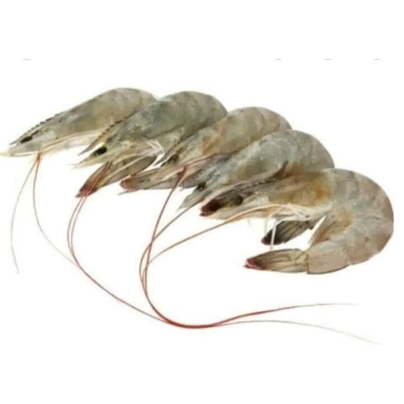 

Udang Segar Besar 500gr