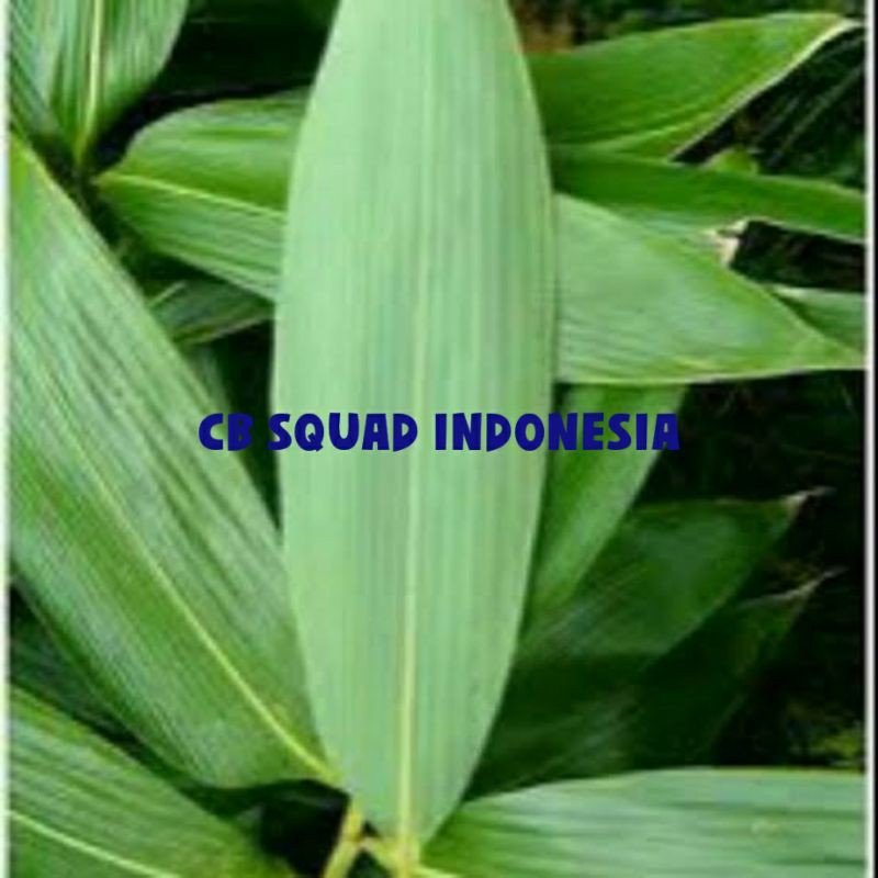 

10 lembar daun bambu segar termurah banyak manfaat