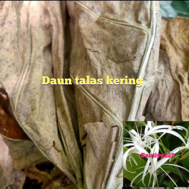 Daun talas kering 100gram