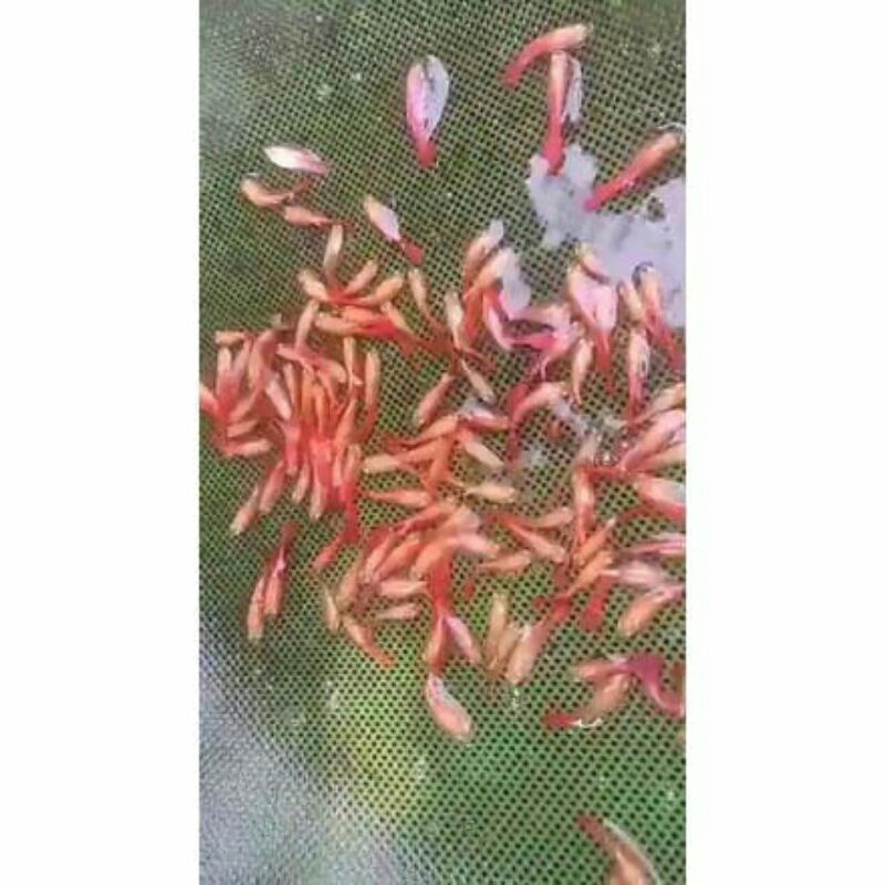 Guppy AFR Murah