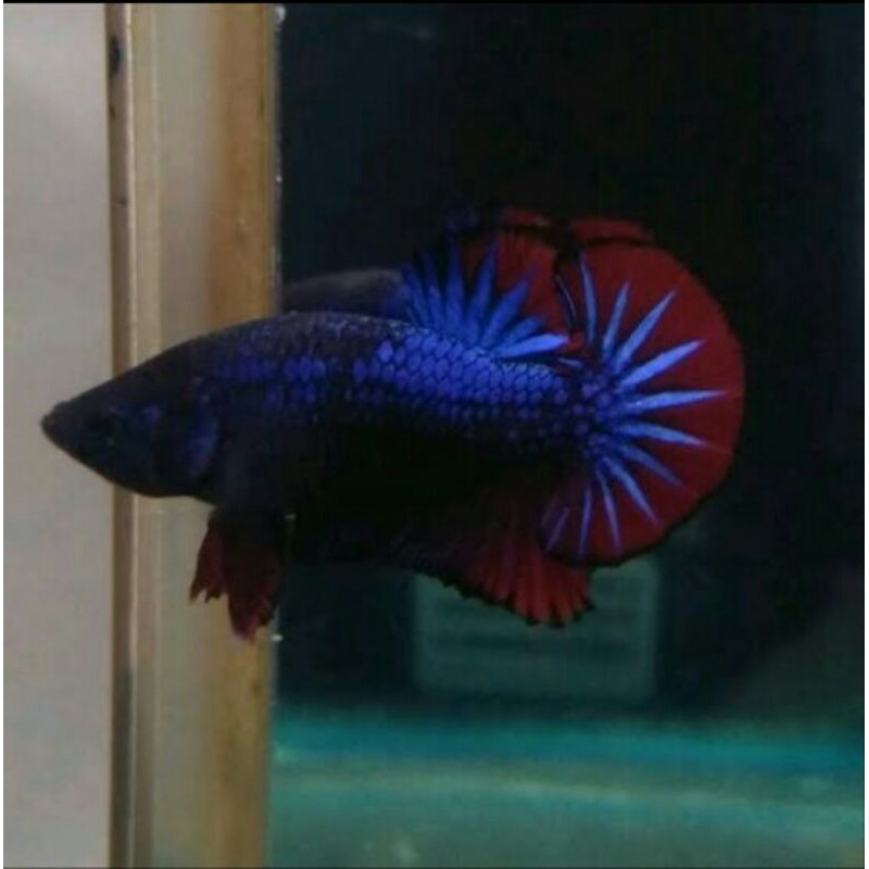 Ikan Cupang Plakat Line Fancy Cocok Buat Hiasan/Bahan Kontes