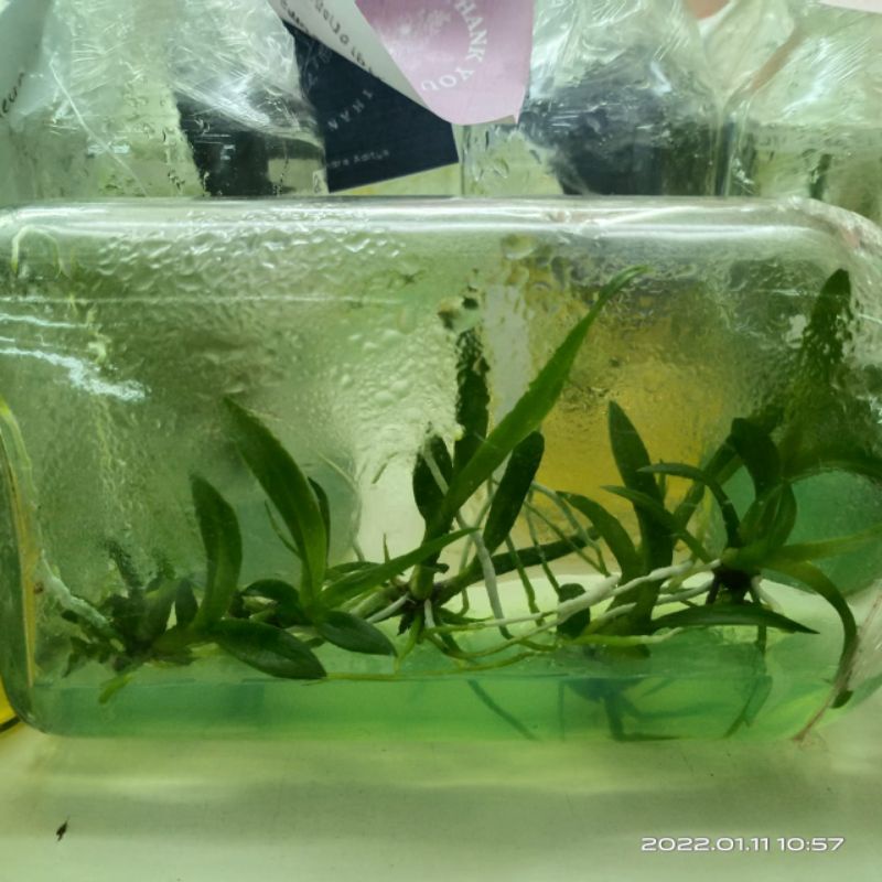 Souvenir Anggrek Botol Gemoy (Anggrek Botolan)