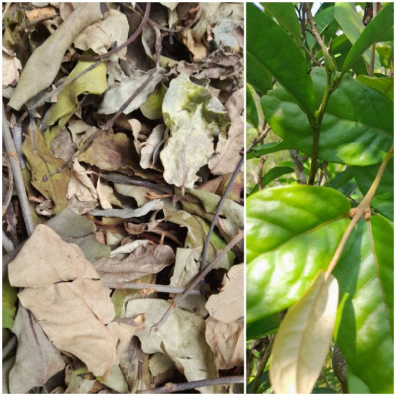 

Teh daun benalu Teh kering Asli daun benalu Teh herbal anti kanker per 500 grm