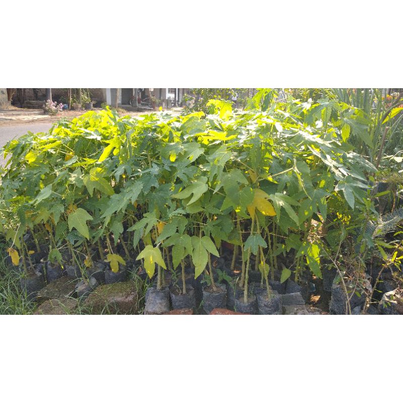 bibit pepaya thailand