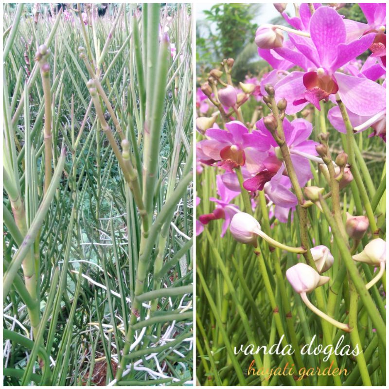 Anggrek Vanda Douglas Spek