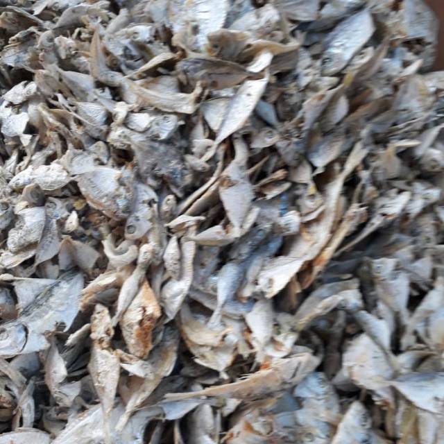 

Ikan sampah petek ..ikan sampah petek asli medan