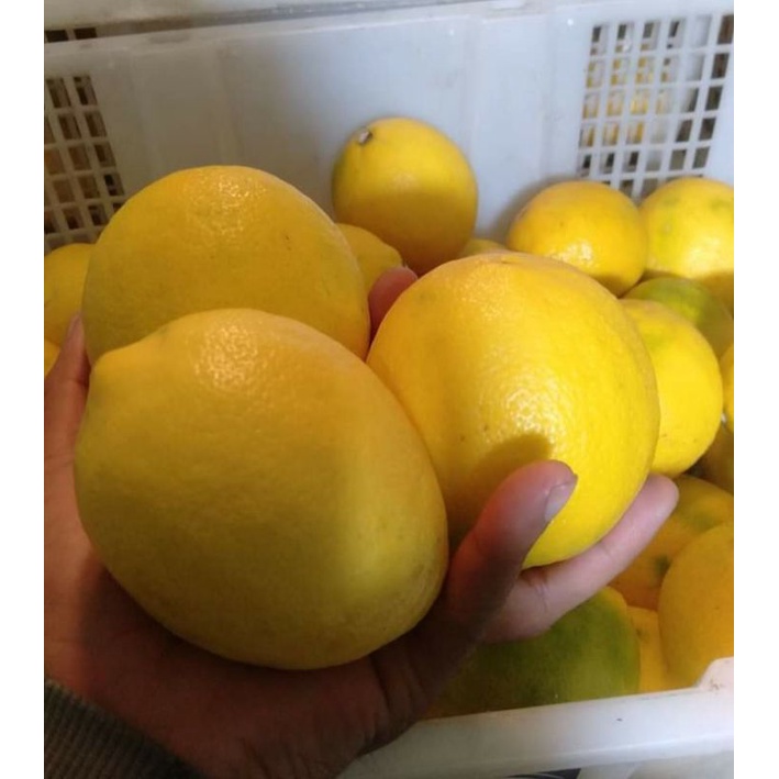 

Lemon California 1kg isi 5-8 buah