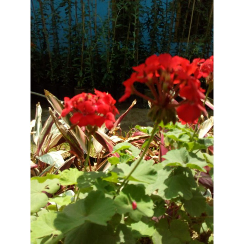 geranium merah