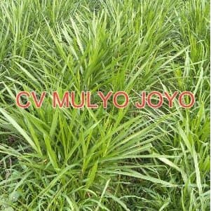 Benih Bibit Rumput Odot Bibit Rumput Pakan Ternak Sapi Kambing