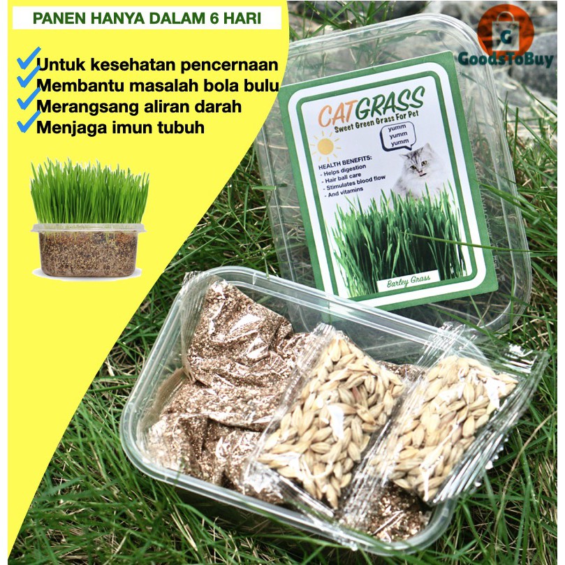 Rumput Kucing Cat Grass Paket Lengkap 2x Tanam Biji Barley Rumput Kucing Import Vitamin kucing