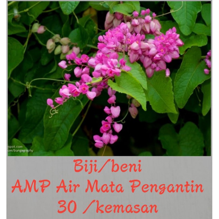 biji/beni bunga AMP Airmata Pengantin