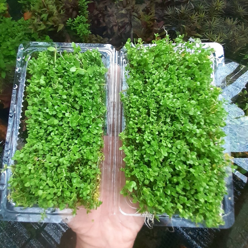 Monte carlo carpet seed tanaman aquascape hiasan aquarium