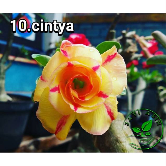 

Bibit bunga kamboja adenium cintya