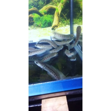 asiatica gondrong full pelet 8-11