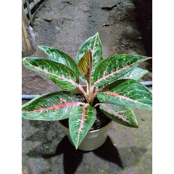 Aglonema Green Legacy